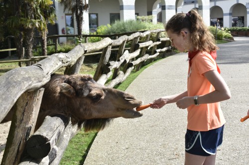 Zookeepers @ Pairi Daiza