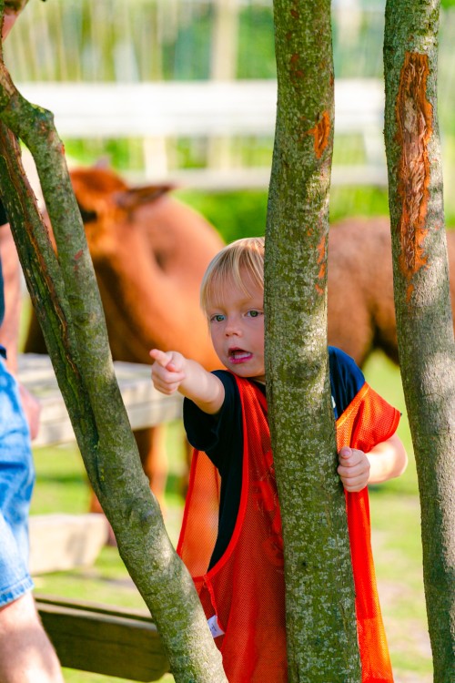 De boomhuthelden (zonder overnachting)