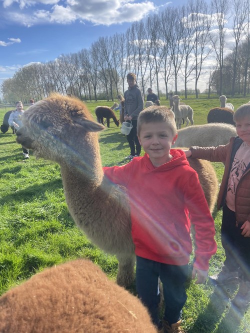 Alpaca Bake Off