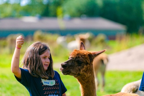 Alpaca Bake Off