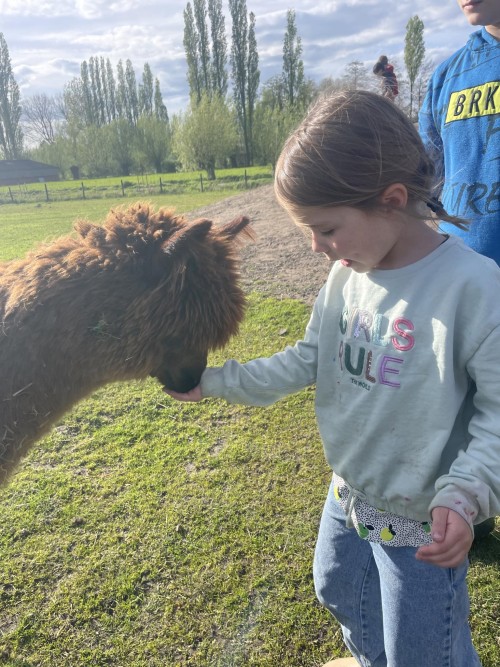 Kennismakingsvakantie - Alpaca Bake Off