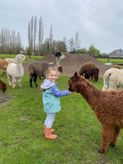 Kennismakingsvakantie - Alpaca Bake Off